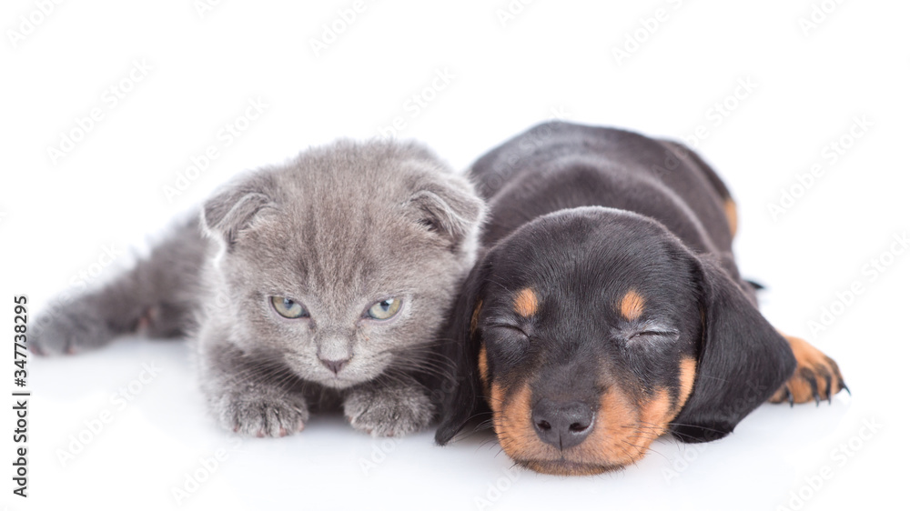Baby kitten lies with sleeppy dachshund puppy in front view and looks and camera. isolated on white background Baby kitten lies with sleeppy dachshund puppy in front view and looks and camera. isolated on white background