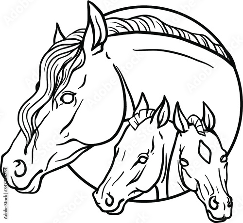 horses portrait vector illustration. coloring page