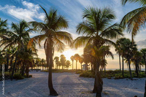 Palm trees on Miami Beach at sunrise, Florida. © lucky-photo
