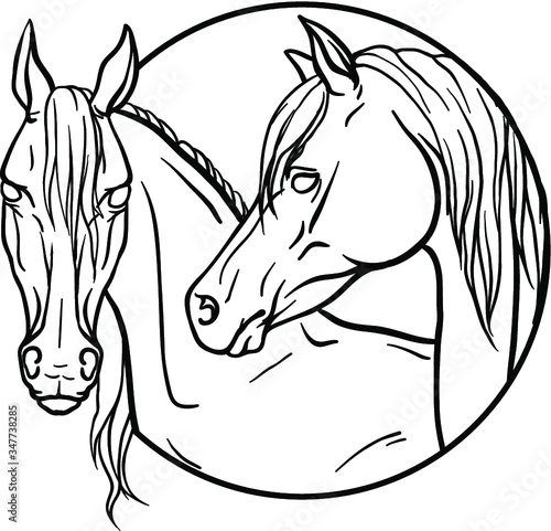 horses portrait vector illustration. coloring page