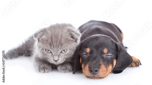 Baby kitten lies with sleeppy dachshund puppy in front view and looks and camera.  isolated on white background photo