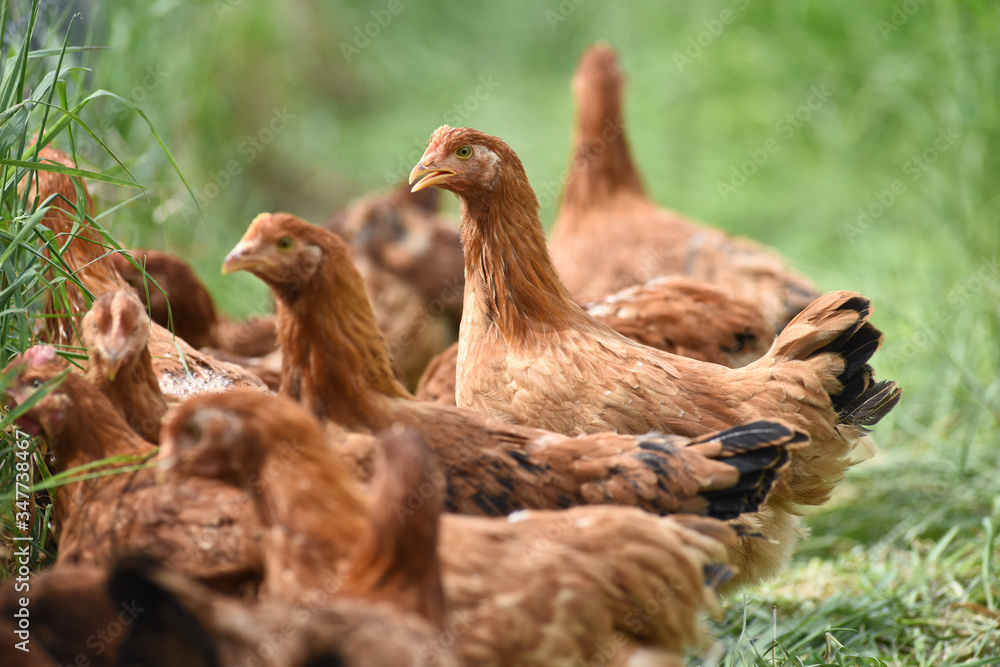 Fototapeta premium Poule poulet volaille agriculture elevage poulailler bio vert environnement alimentation