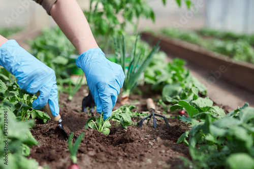 Gardeners hands planting and picking vegetable from backyard garden. Gardener in gloves prepares the soil for seedling.