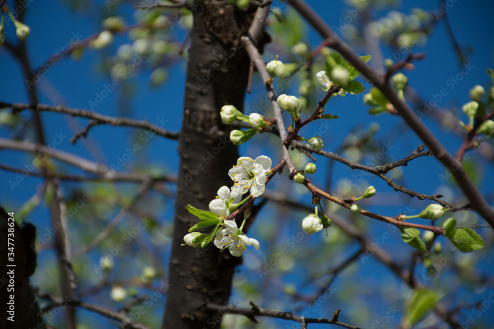 blooming cherry tree