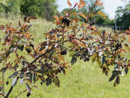 Rosa rubrifolia ou rosa glauca | Rosier sauvage ou rosier à feuilles rouges, magnifique arbuste au feuillage gris bleuté et pourpré photo