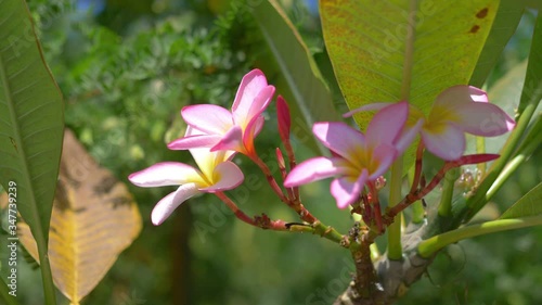 Pink plumeria in Hawaii in 4k slow motion 60fps photo