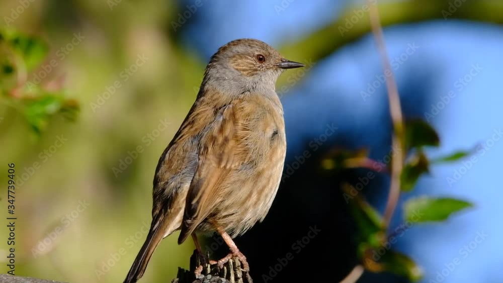 The dunnock is a small passerine, or perching bird, found throughout temperate Europe and into Asian Russia. Dunnocks have also been successfully introduced into New Zealand The dunnock is a small passerine, or perching bird, found throughout temperate Europe and into Asian Russia. Dunnocks have also been successfully introduced into New Zealand