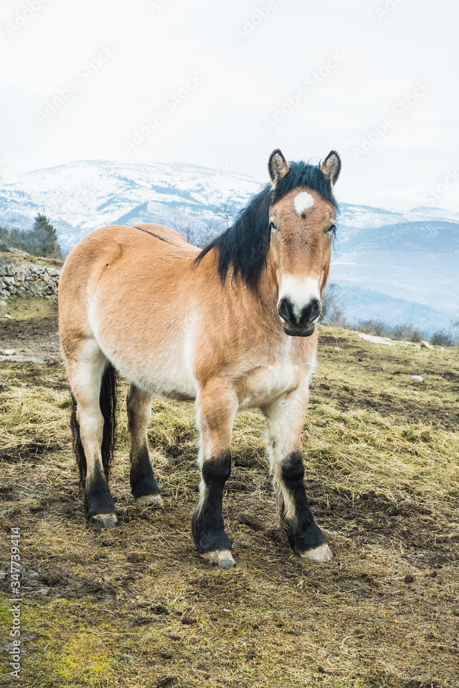 Wild horse with the snowy Pyrenees Wild horse with the snowy Pyrenees