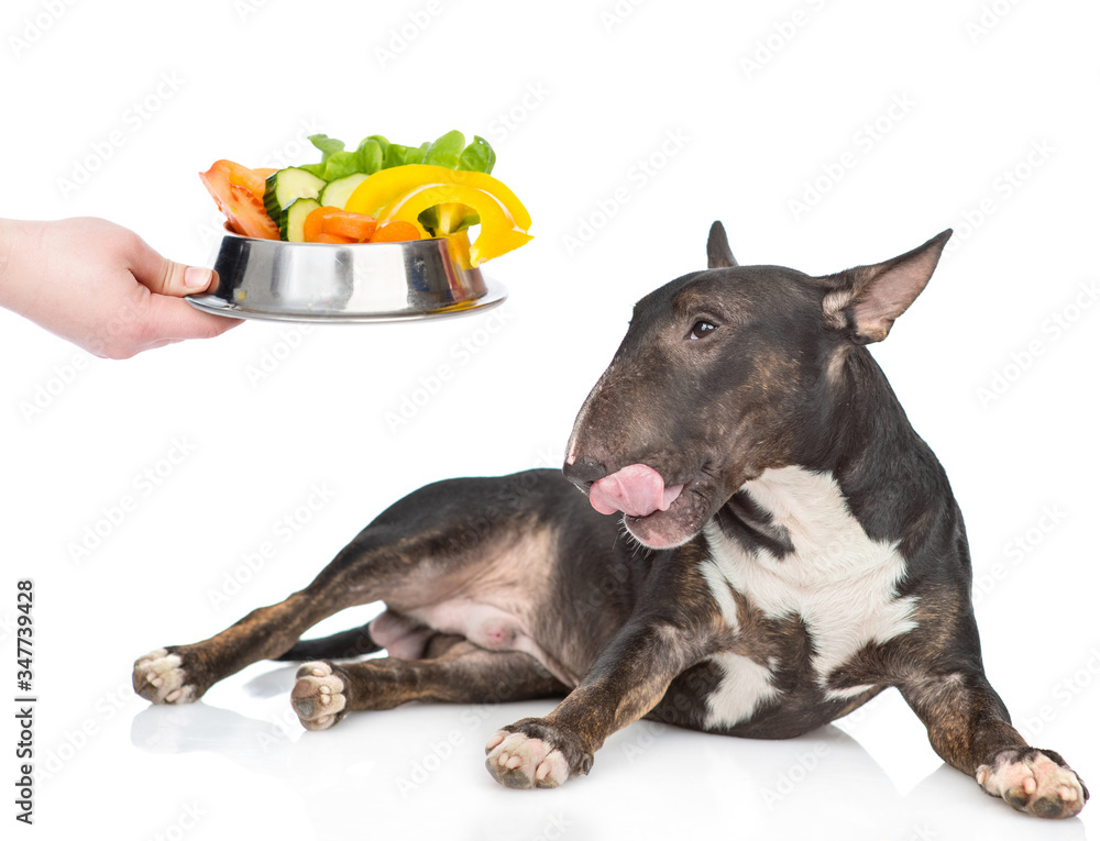 Miniature bull terrier dog is licking his lips and looks at bowl of vegetables. isolated on white background Miniature bull terrier dog is licking his lips and looks at bowl of vegetables. isolated on white background