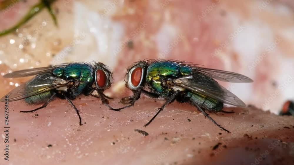 Greenbottle blw flies and house flies eating rotting chicken meat and laying eggs in warm sunny conditions. UK. Greenbottle blw flies and house flies eating rotting chicken meat and laying eggs in warm sunny conditions. UK.