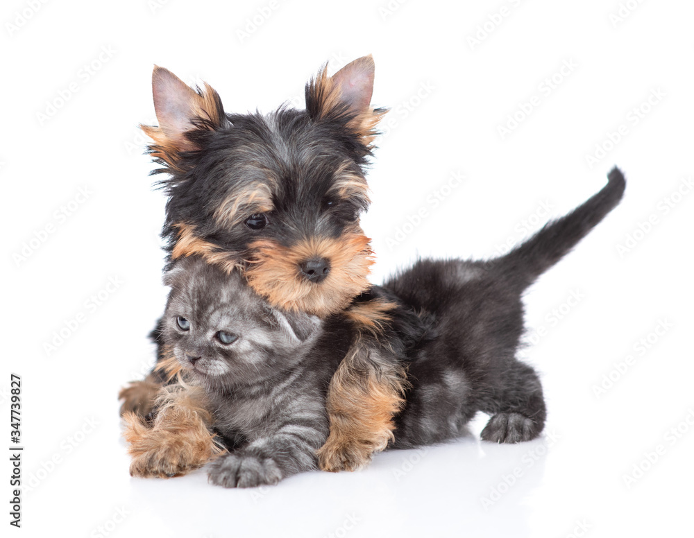 Playful Yorkshire Terrier puppy embraces tiny kitten. Isolated on white background Playful Yorkshire Terrier puppy embraces tiny kitten. Isolated on white background