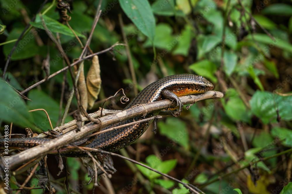 Wild lizard in Vietnam. Close up to reptile. Wild lizard in Vietnam. Close up to reptile.