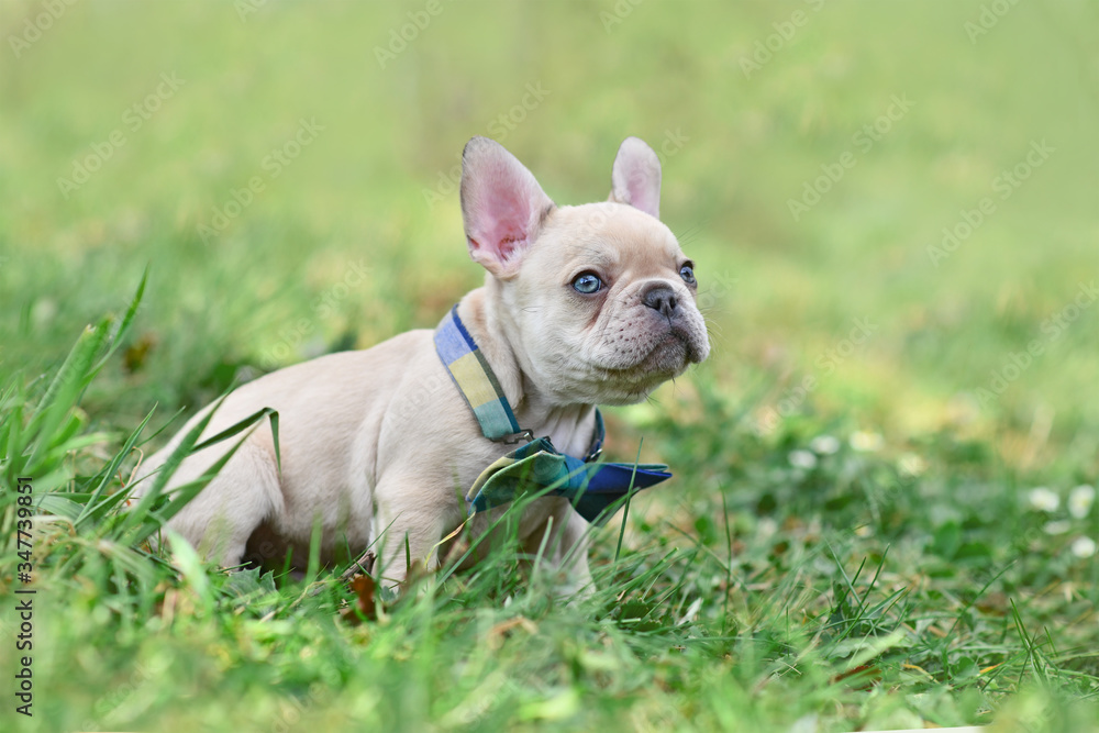 Young diluted lilac cream colored French Bulldog dog puppy with light blue eyes wearing a bow tie in grass
