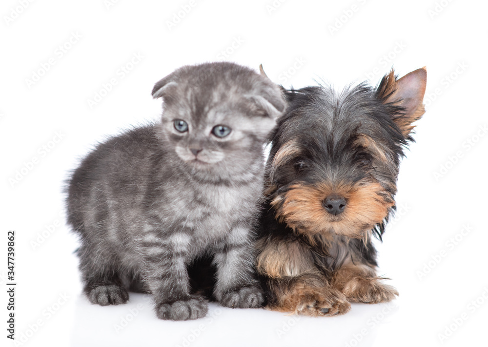 Tabby baby kitten and Yorkshire Terrier puppy sit together. Isolated on white background