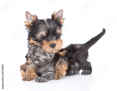 Playful Yorkshire Terrier puppy embraces tiny kitten. Isolated on white background