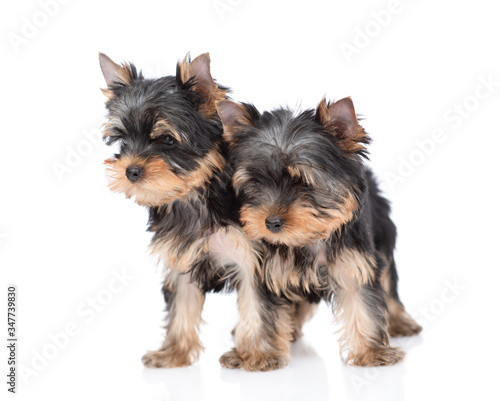 Fototapeta Naklejka Na Ścianę i Meble -  Two Yorkshire Terrier puppies stand  and look away together. Isolated on white background
