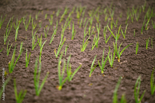 Green onion rows on the field. Blurred copy space.