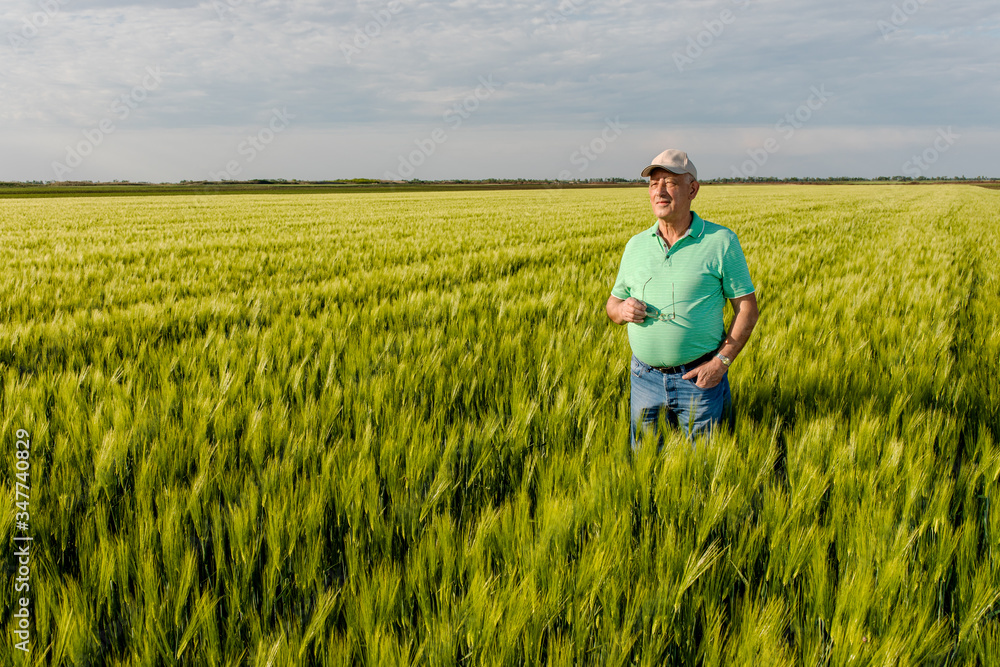 Portrait of smiling senior farmer standing in in wheat field.