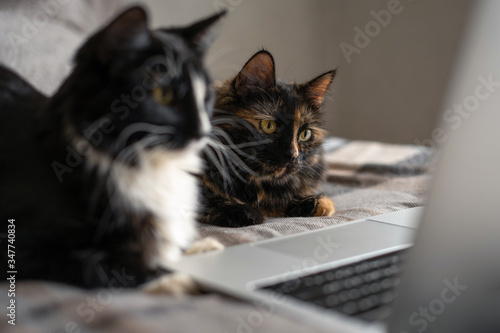 Two cats lie in front of the laptop and look at the screen