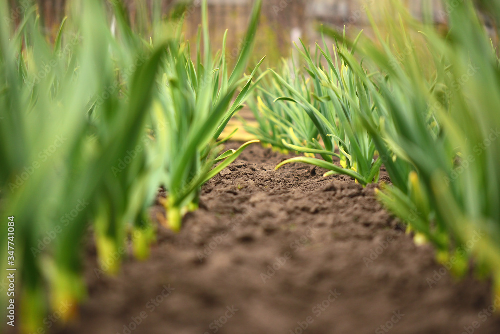 Organic horticulture. Row of garlic on the plantation in the backyard garden. Organic horticulture. Row of garlic on the plantation in the backyard garden.