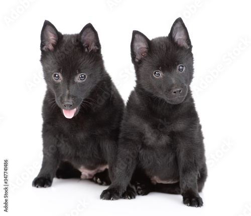 Two schipperke puppies sit in front view and look at camera. Isolated on white background