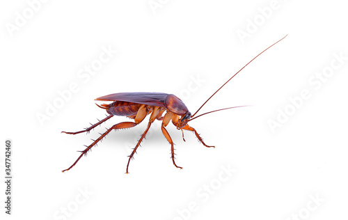closeup cockroach on white background isolated © supasart