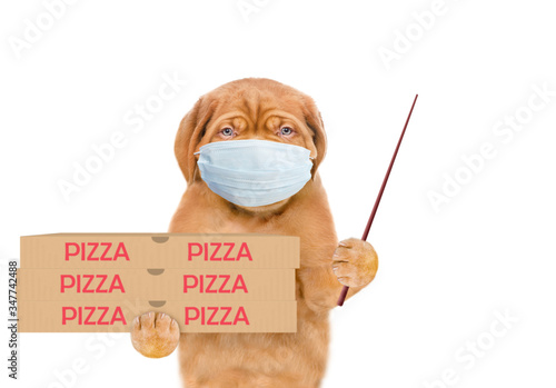 Pizza delivery dog wearing medical protective mask holds pizza boxes and points away on empty space. isolated on white background © Ermolaev Alexandr