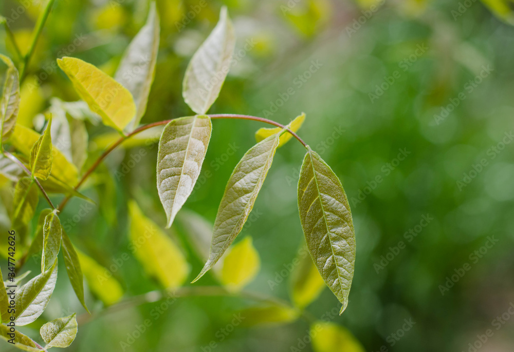 Tea leaf. Drops of dew on the grass. Green leaflets. Tea leaf. Drops of dew on the grass. Green leaflets.