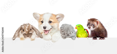 Group of pets look over empty white banner. isolated on white background. Empty space for text