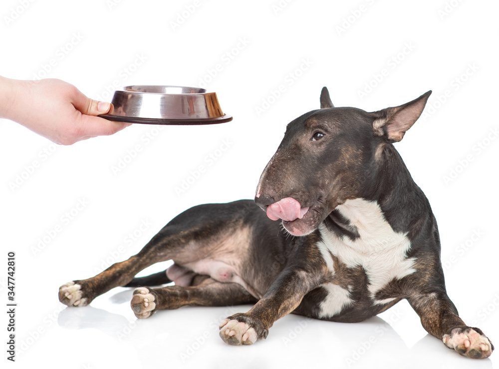 Miniature bull terrier dog is licking his lips and looks at empty bowl. isolated on white background