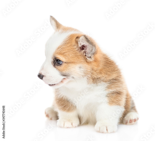 Cute Pembroke Welsh Corgi puppy sits in profile and looks away. isolated on white background
