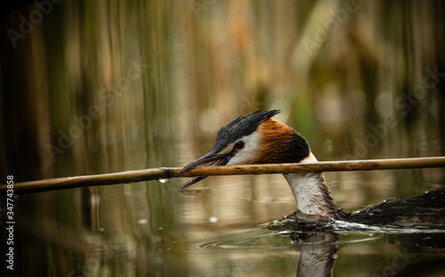 great crested grebe