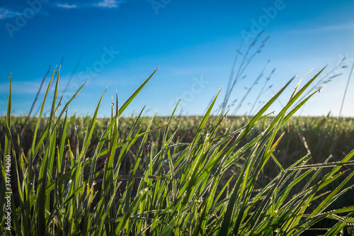 Long green grass in a low angle view in spring