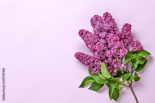 Lilac blossom spring bouquet on pink background . Beautiful lilac bloom flowering  top view. Creative fashionable trendy flat lay. Springtime blooming minimal concept.