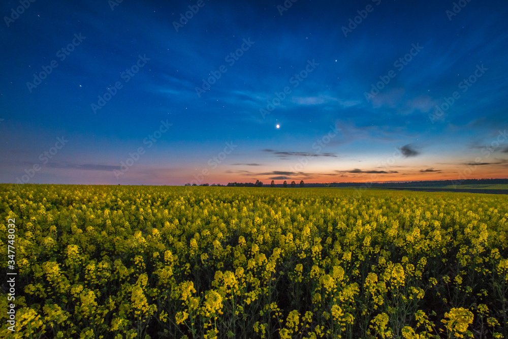 Obraz premium abundant flowering rapeseed field