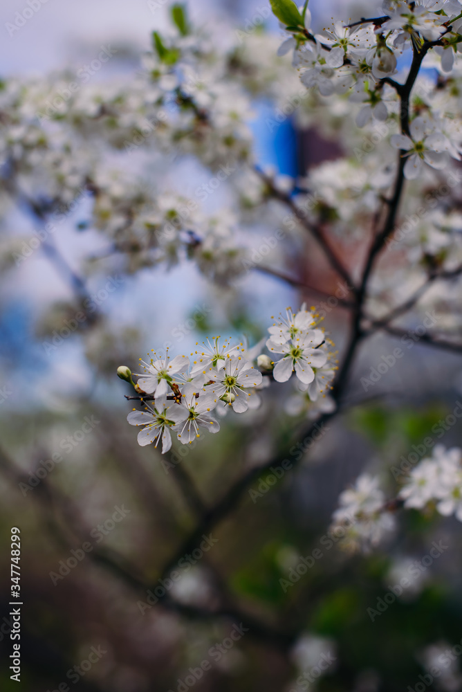 Cherry trees whith white blossoms blooming in the garden, white flowering, white flowers Cherry trees whith white blossoms blooming in the garden, white flowering, white flowers