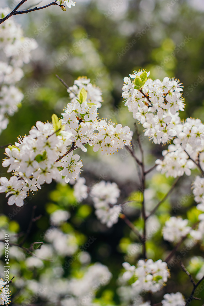 Cherry trees whith white blossoms blooming in the garden, white flowering, white flowers Cherry trees whith white blossoms blooming in the garden, white flowering, white flowers