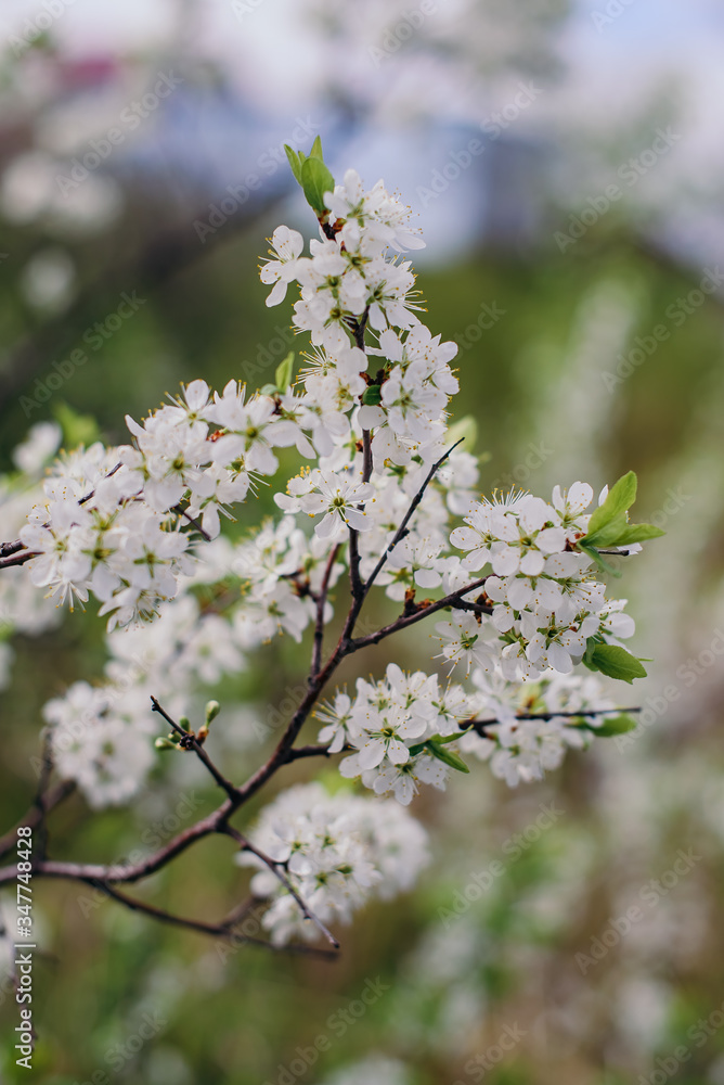 Cherry trees whith white blossoms blooming in the garden, white flowering, white flowers Cherry trees whith white blossoms blooming in the garden, white flowering, white flowers
