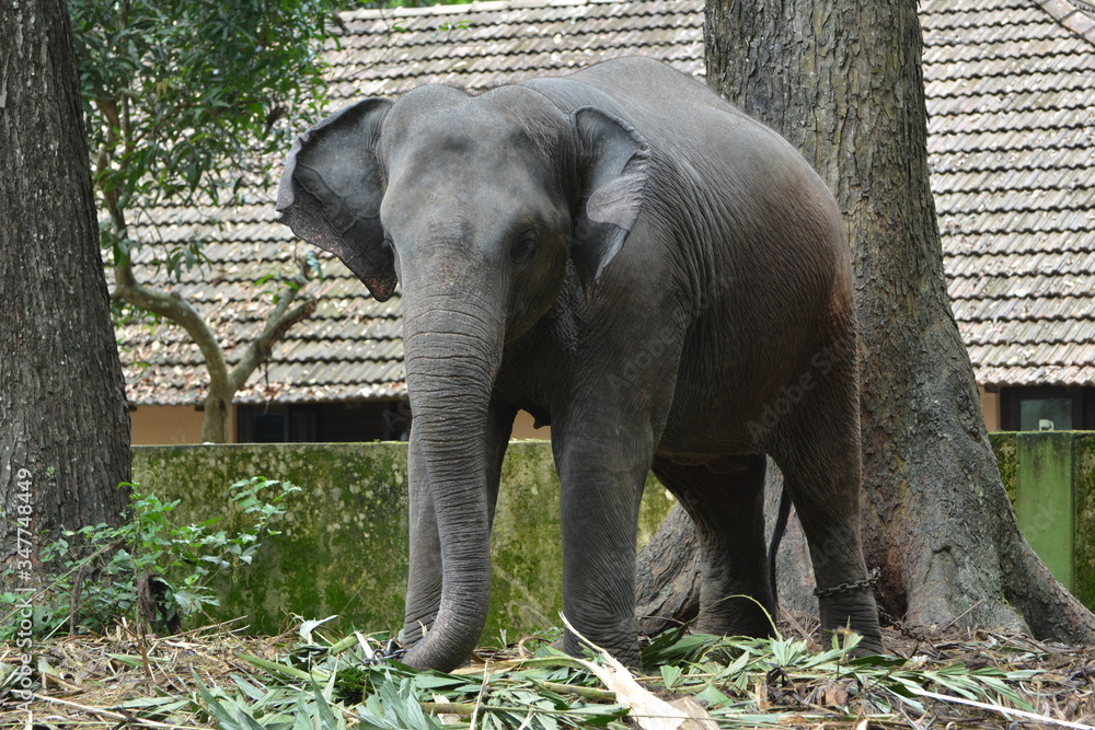 Fototapeta premium This photo of Elephant has taken from Thattekkad, Kerala.