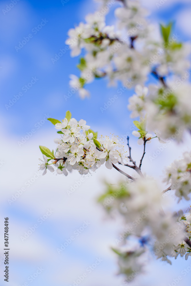 Cherry trees whith white blossoms blooming in the garden, white flowering, white flowers