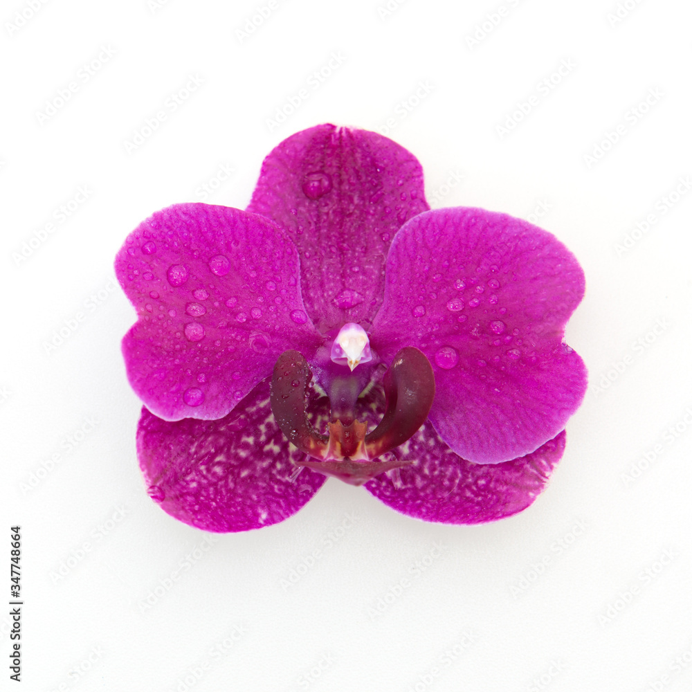Pink orchid with water drops isolated on white background. Pink orchid with water drops isolated on white background.