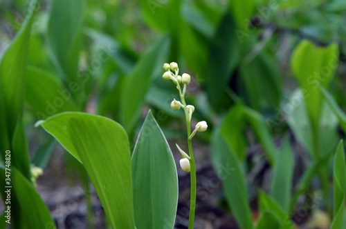 Lilies of the valley on a background of grass.