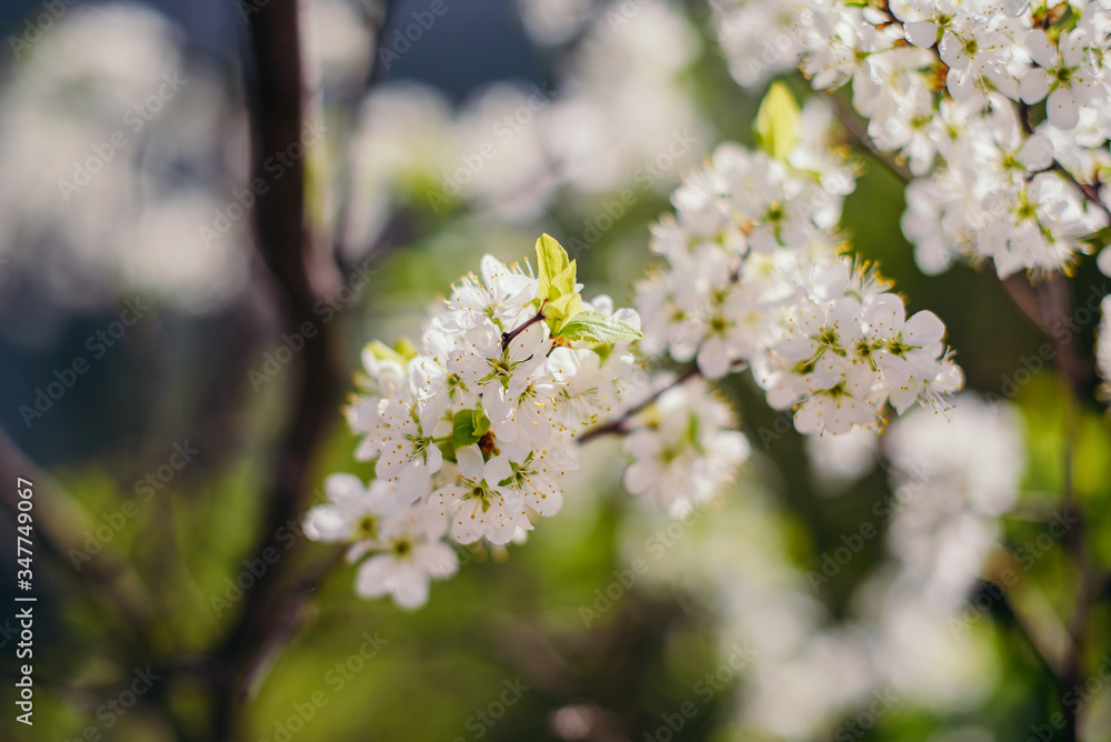 Cherry trees whith white blossoms blooming in the garden, white flowering, white flowers Cherry trees whith white blossoms blooming in the garden, white flowering, white flowers