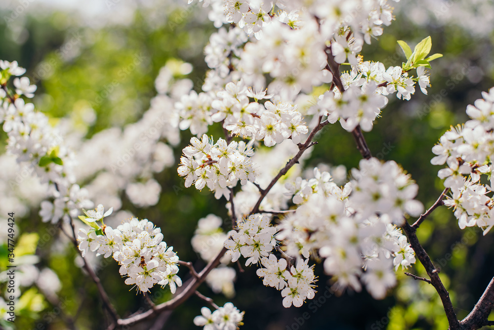 Cherry trees whith white blossoms blooming in the garden, white flowering, white flowers Cherry trees whith white blossoms blooming in the garden, white flowering, white flowers