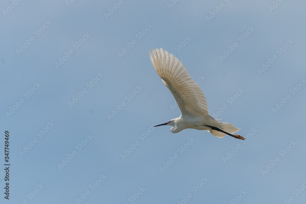 Naklejka premium little egret egret in flight on a sunny day, Egretta garzetta flying in the sky above the sea