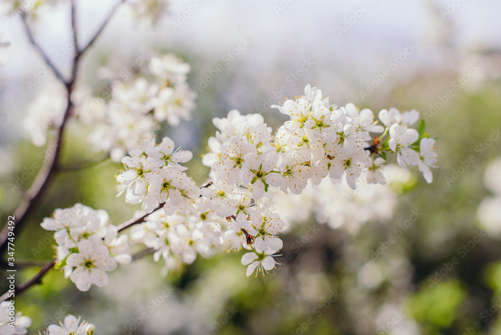 Cherry trees whith white blossoms blooming in the garden, white flowering, white flowers