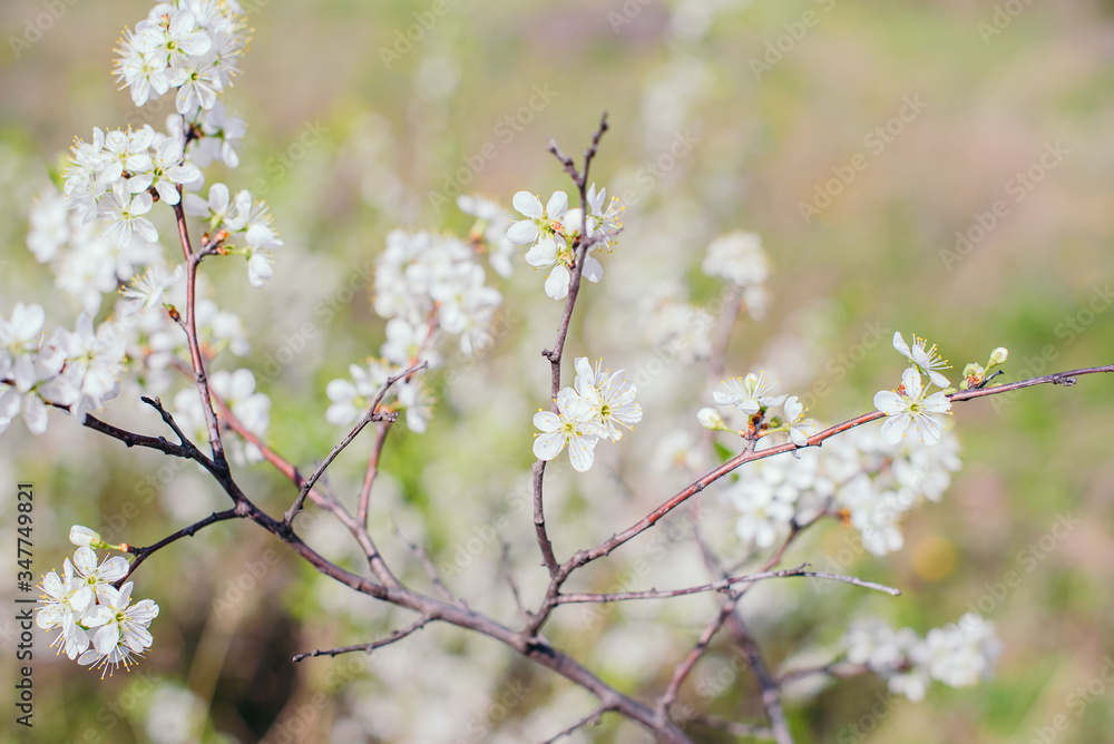 Cherry trees whith white blossoms blooming in the garden, white flowering, white flowers Cherry trees whith white blossoms blooming in the garden, white flowering, white flowers
