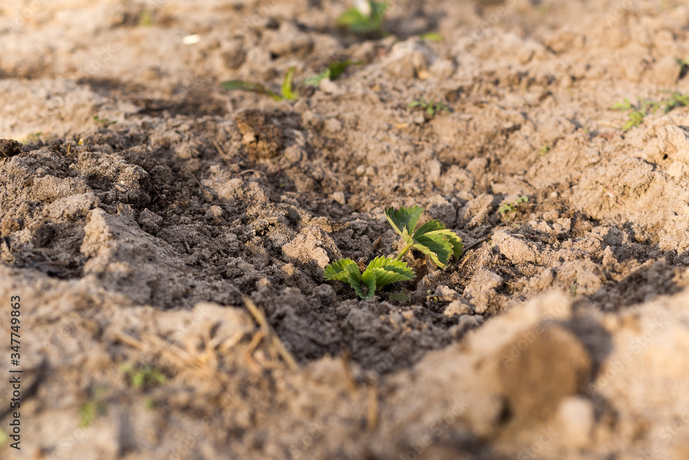 Young strawberry seedling in the sandy soil Young strawberry seedling in the sandy soil