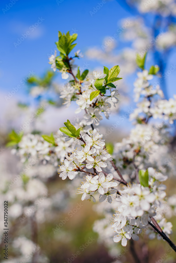 Cherry trees whith white blossoms blooming in the garden, white flowering, white flowers Cherry trees whith white blossoms blooming in the garden, white flowering, white flowers