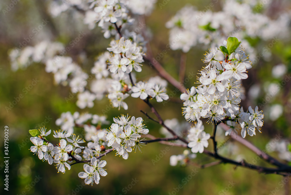 Cherry trees whith white blossoms blooming in the garden, white flowering, white flowers Cherry trees whith white blossoms blooming in the garden, white flowering, white flowers